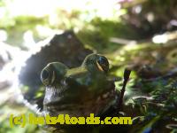 /home//u458753944/public_html/sourcegallery///Frogs/Mixed frogs/P1070548.JPG